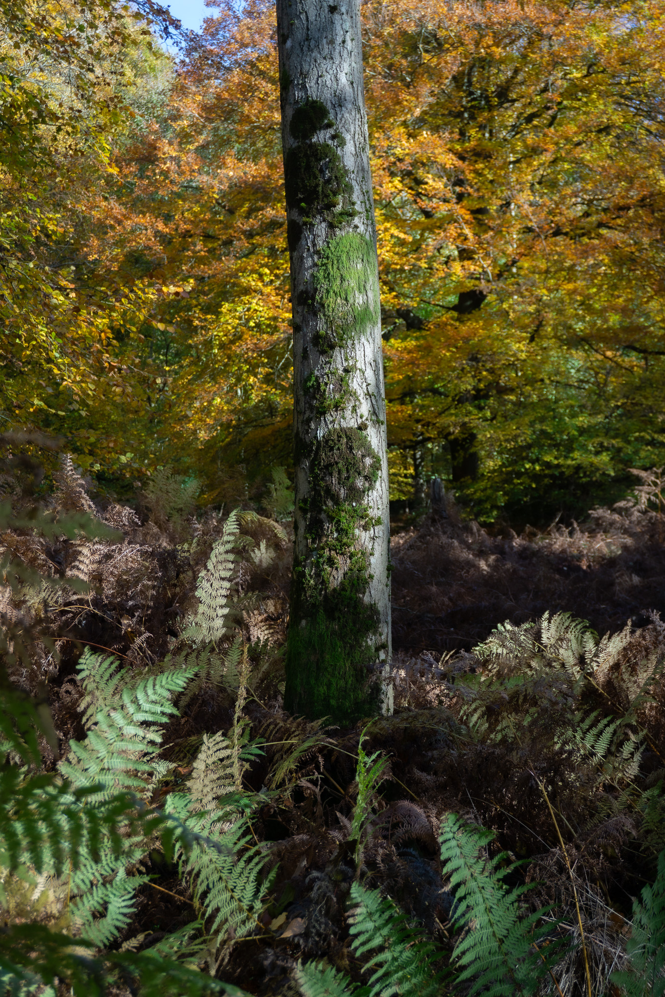 The Ridgeway III preview